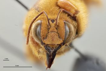 Media type: image;   Entomology 816425 Aspect: head frontal view